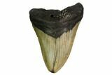 Fossil Megalodon Tooth - North Carolina #167035-1